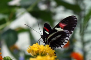 Butterfly World