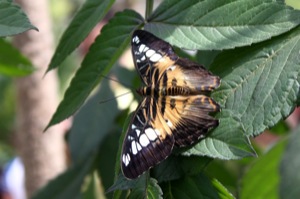 Butterfly World