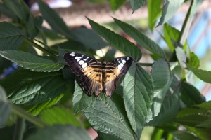 Butterfly World