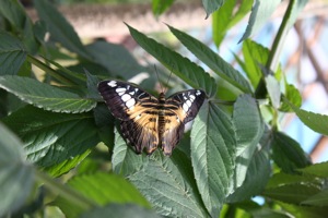 Butterfly World