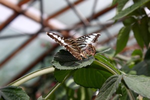 Butterfly World