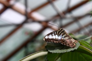 Butterfly World
