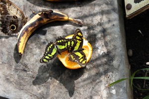 Butterfly World
