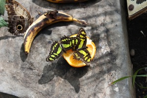 Butterfly World