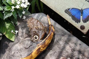 Butterfly World