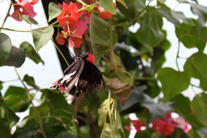 Butterfly World