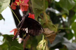 Butterfly World