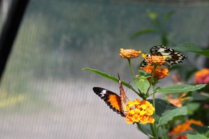 Butterfly World