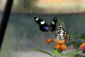 Butterfly World