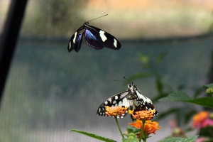 Butterfly World