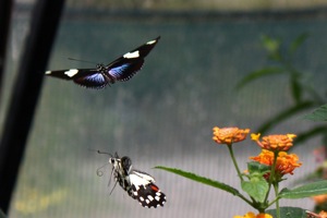 Butterfly World