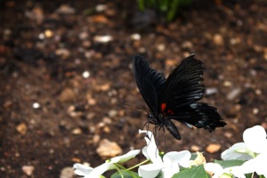 Butterfly World