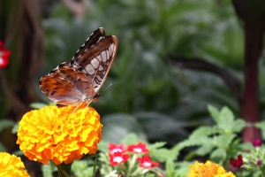 Butterfly World