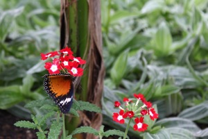 Butterfly World
