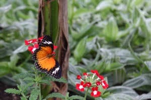 Butterfly World