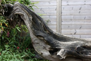 Butterfly World