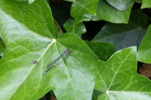 Butterfly World