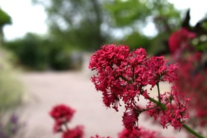 Butterfly World