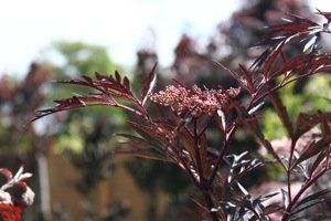 Butterfly World