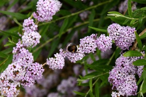 Butterfly World