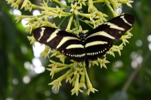 Butterfly World