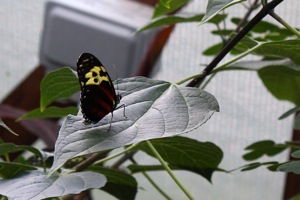 Butterfly World