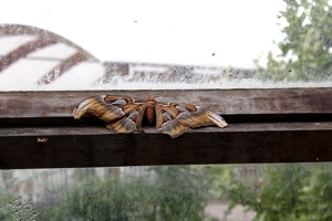 Butterfly World