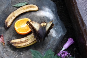 Butterfly World