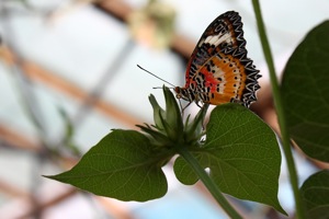 Butterfly World