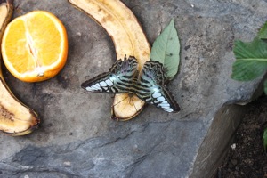 Butterfly World