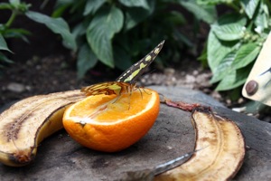 Butterfly World