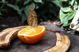 Butterfly World