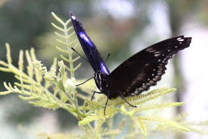 Butterfly World