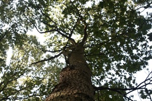 Looking Up Through the Leaves